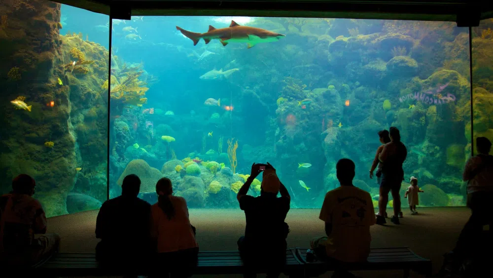 tampa-aquarium